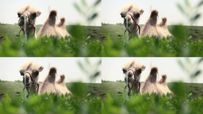 草原天路骆驼野外动物自然美丽风景