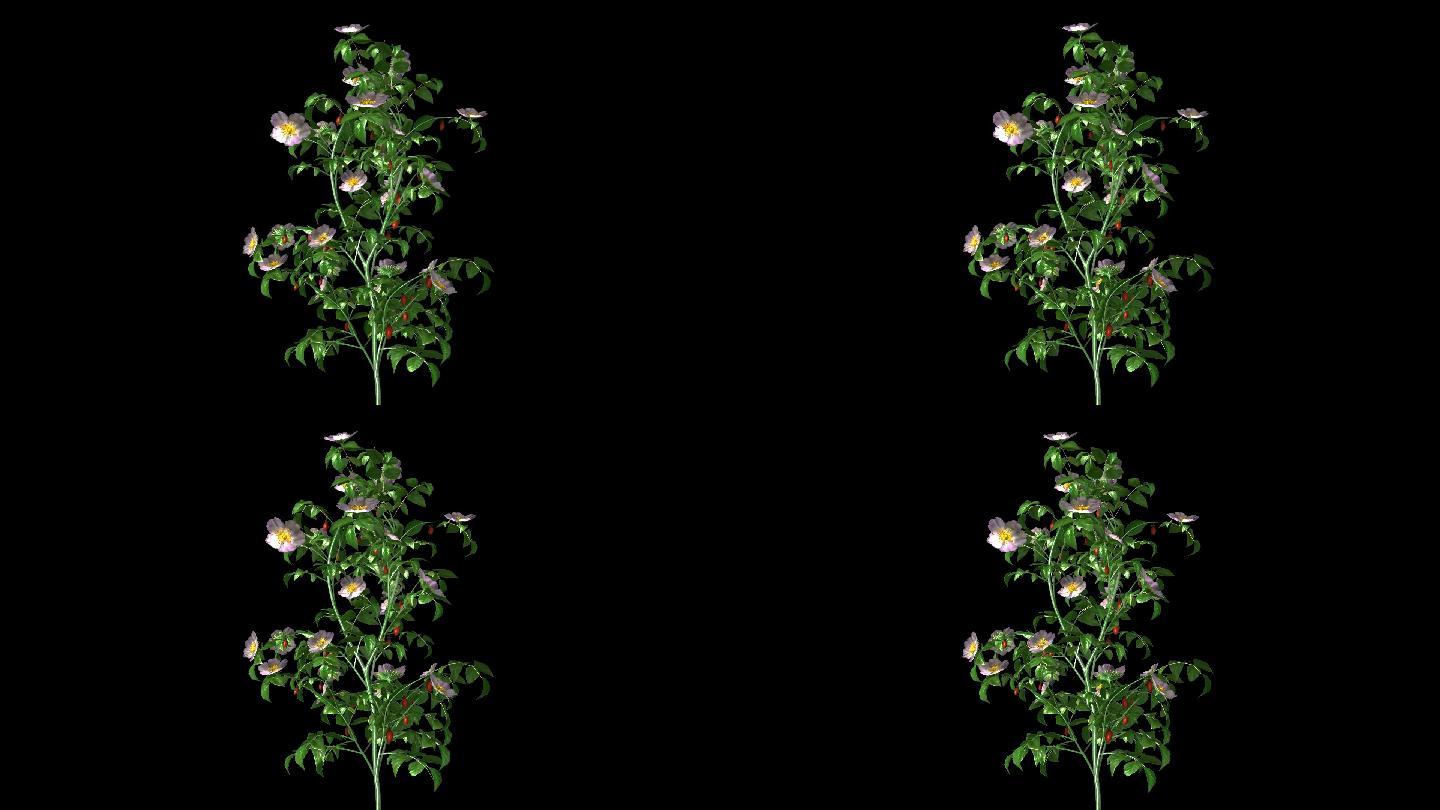 植物摇曳动画带通道--狗玫瑰花