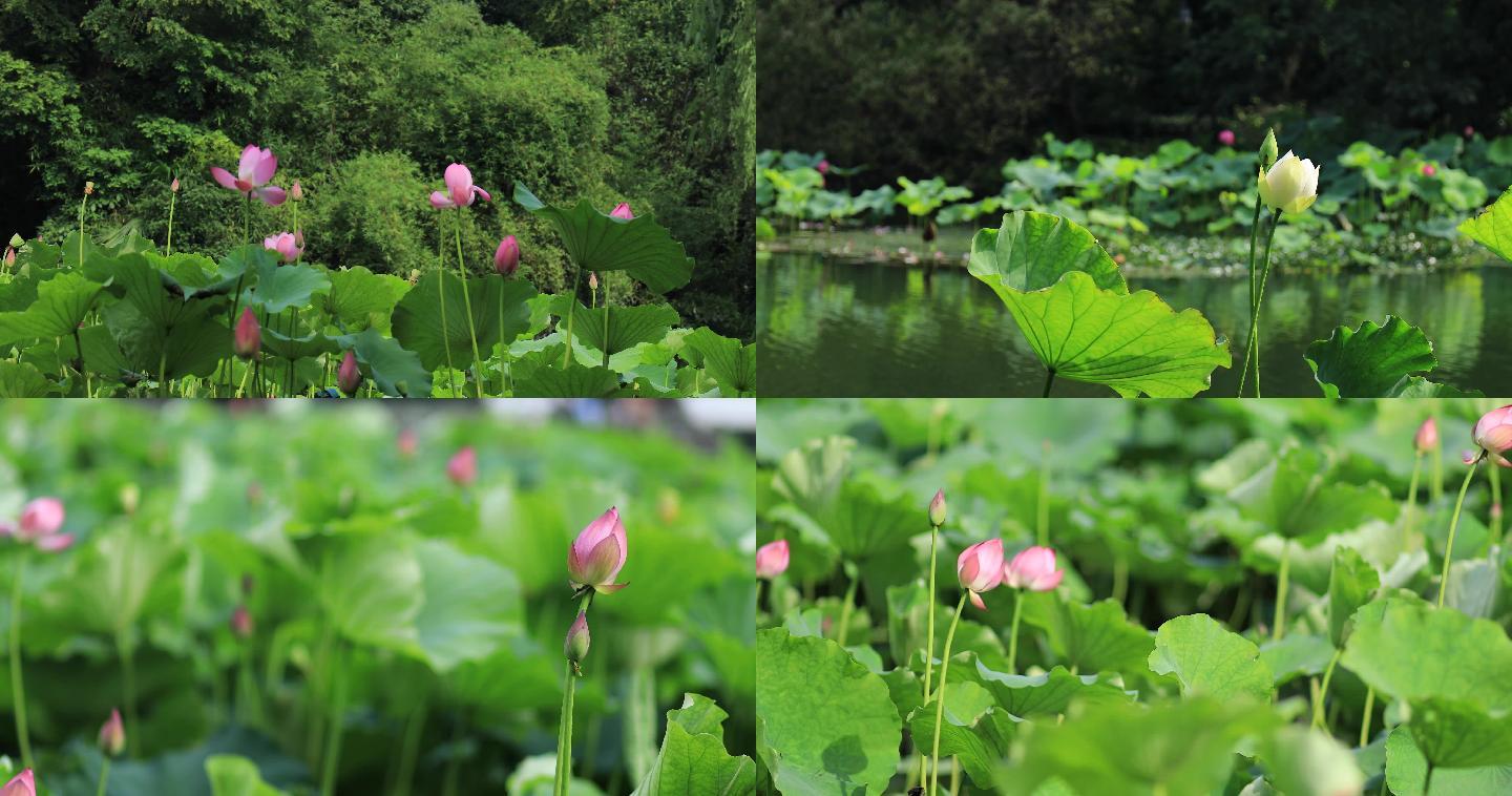 西湖荷花01