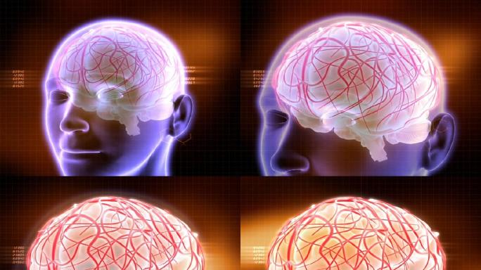 头大脑脑神经医学脑展示脑动画