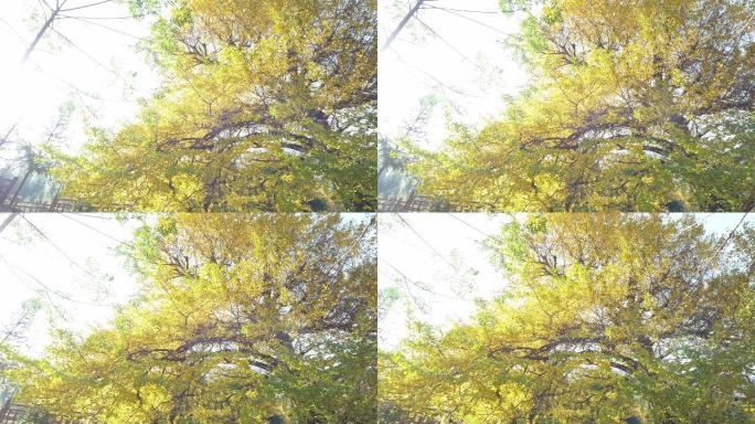 原创正版4K永州双牌桐子坳银杏树秋天自然