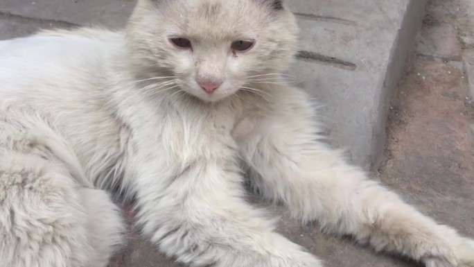 动物家猫猫咪白猫老猫高清视频