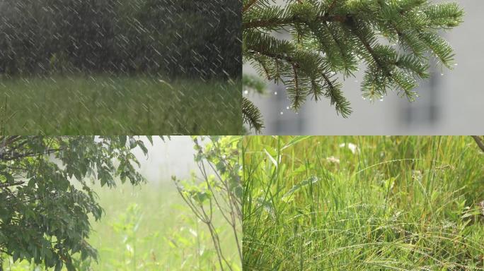 4K唯美雨景、微风细雨、雨滴、水滴