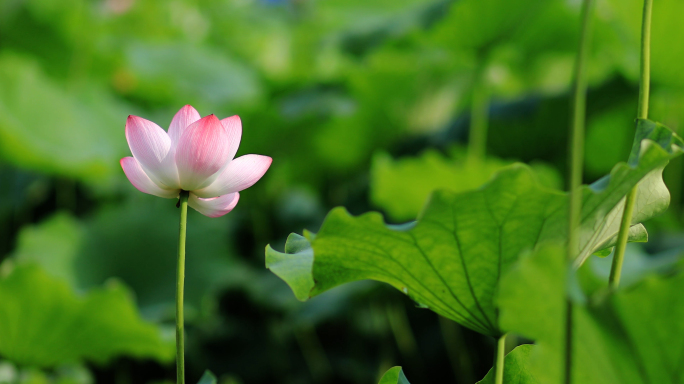 西湖荷花02