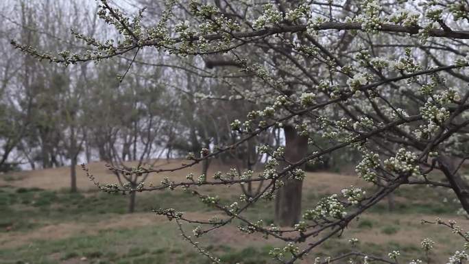 梅花桃花梨花迎春花白玉兰