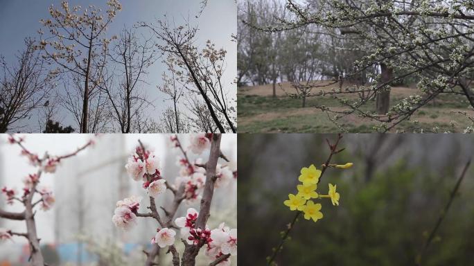 梅花桃花梨花迎春花白玉兰