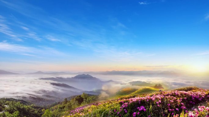 大山云海满山花海