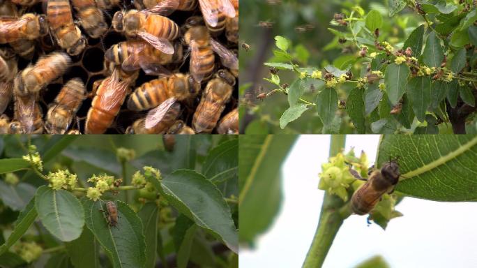 蜜蜂蜂巢蜜蜂采蜜
