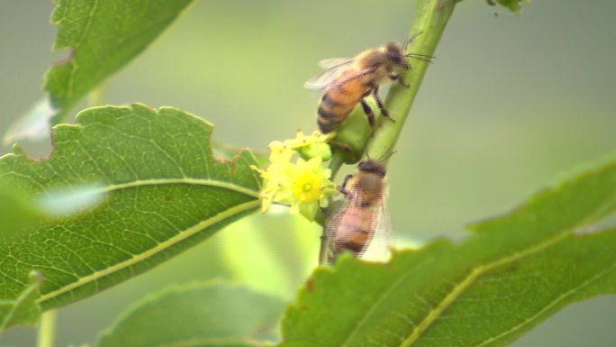 枣花蜜蜂采蜜