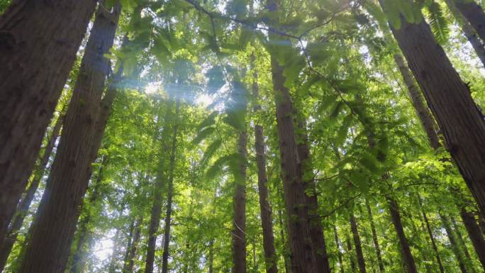 4K超清阳光森林-自然空镜-仰视仰拍森林