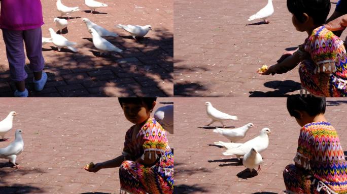 广场喂鸽子公园幼儿喂食鸽子信鸽观赏鸽鸽子