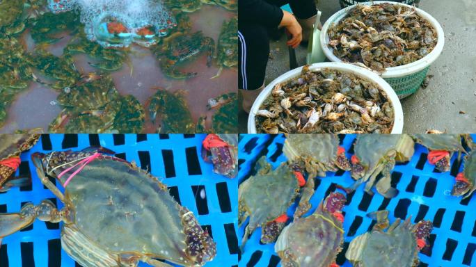 螃蟹梭子蟹面包蟹红蟹海螃蟹海鲜