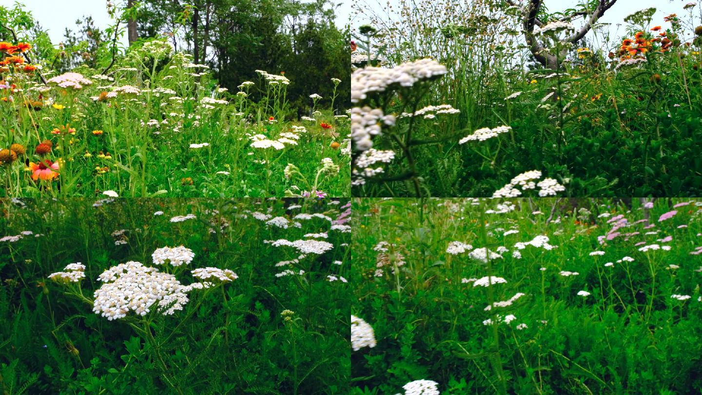 野花野草自然美景绿地春回大地绿色 19x1080 高清视频素材下载 编号 实拍视频 Vj师网www Vjshi Com