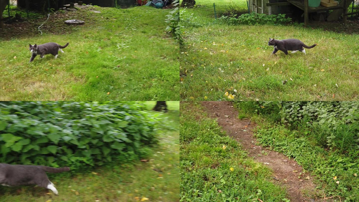 院子里奔跑中的灰色的猫