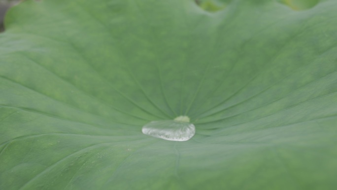 荷叶露水