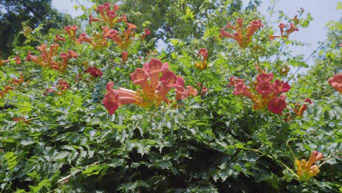 4K凌霄花厚鄂凌霄花