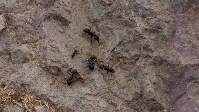 野生大黑蚂蚁