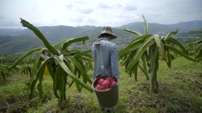 火龙果采摘