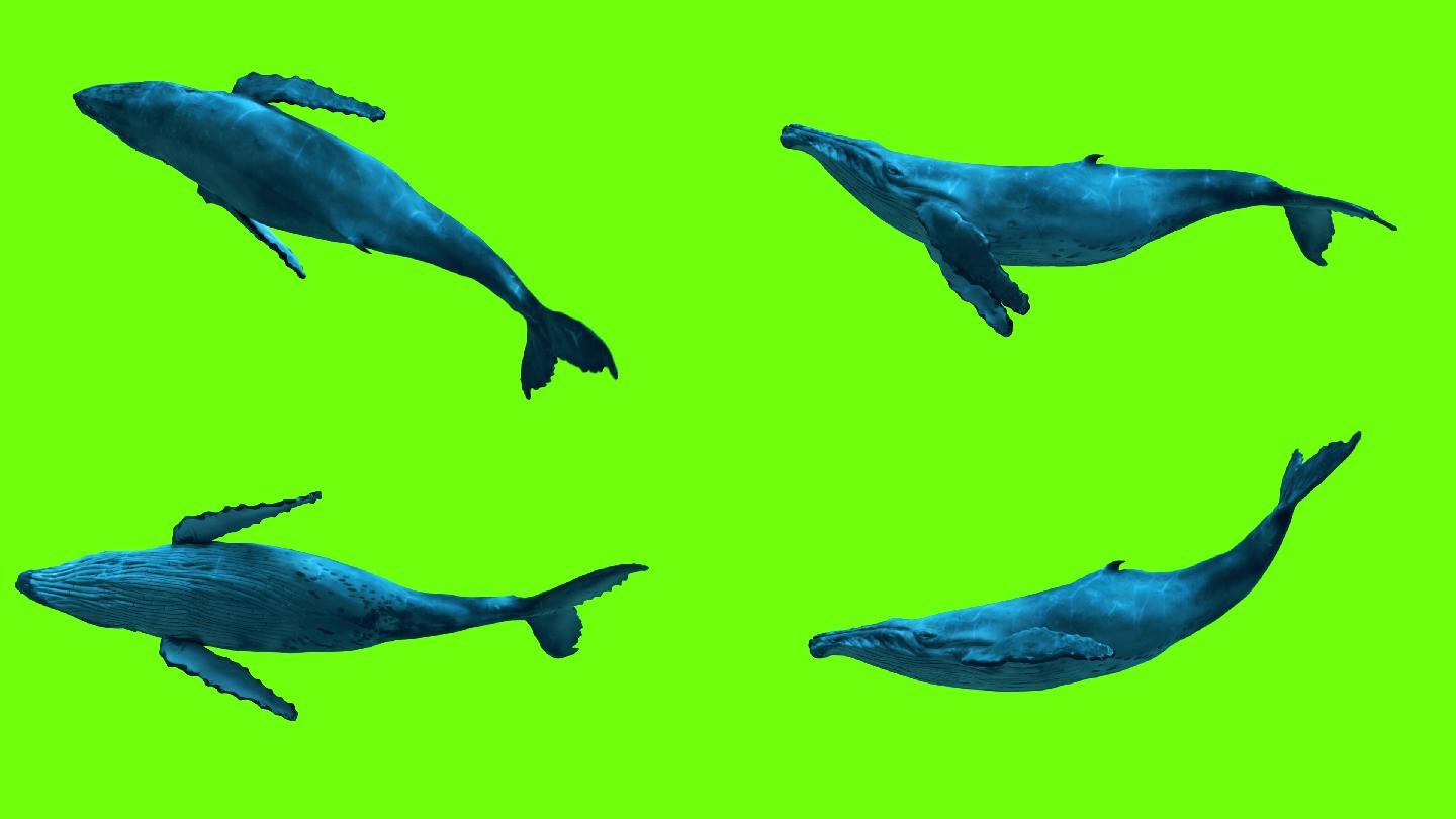 鲸鱼绿幕影视素材