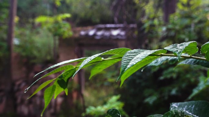 雨天 雨滴 自然 素材 植物