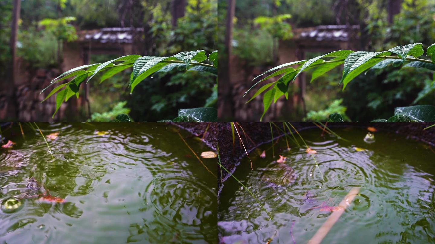 雨天 雨滴 自然 素材 植物