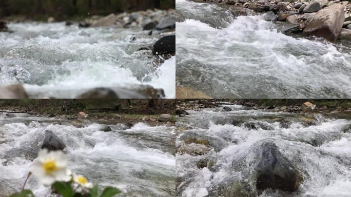 唯美小花河流水流小溪