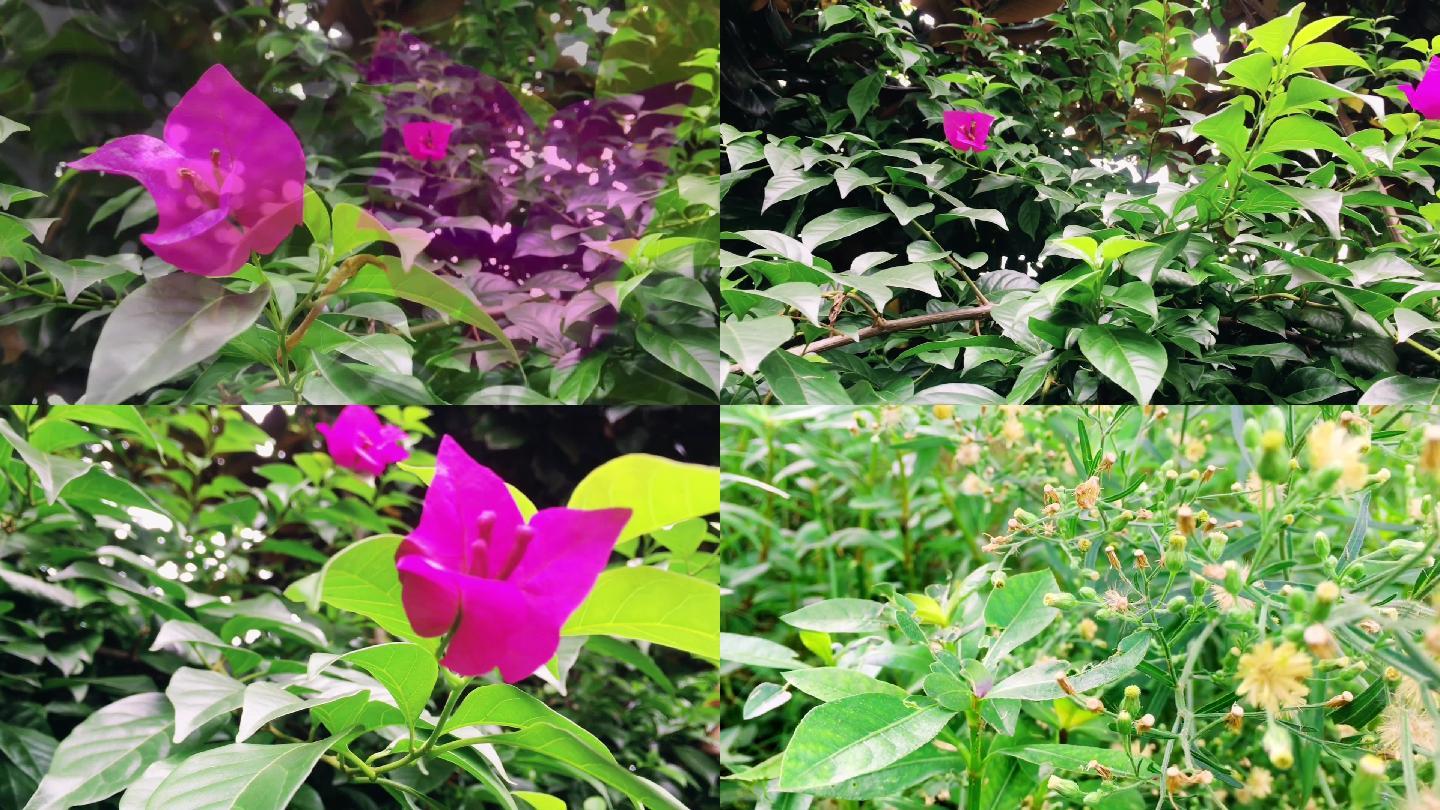 【花朵实拍】紫色的夏季花朵 绿化场景