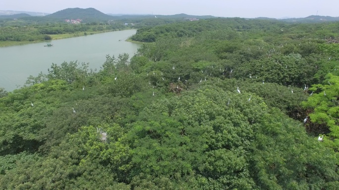 江西都昌鄱阳湖候鸟空境绿色