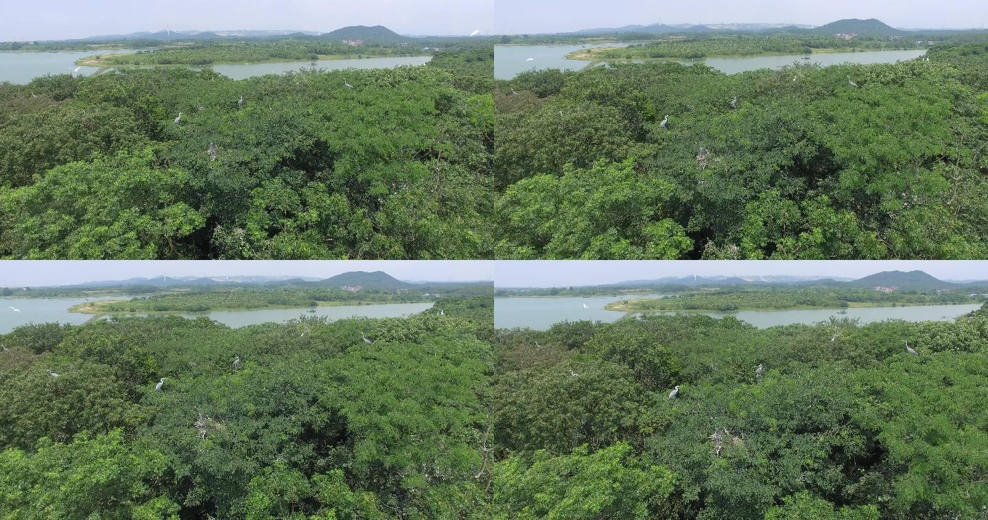 江西都昌鄱阳湖候鸟空境绿色