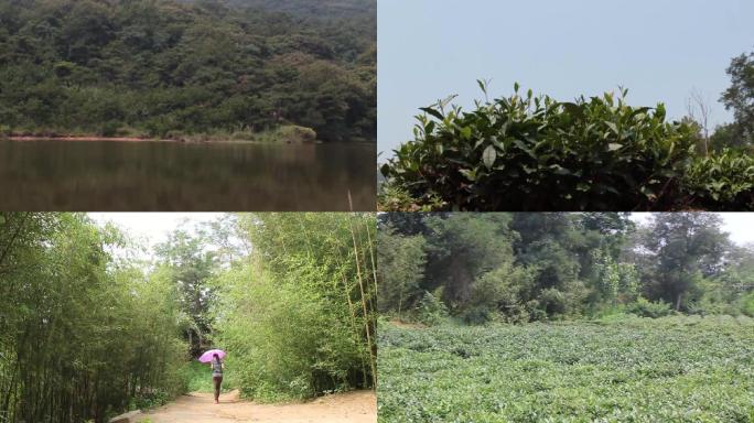 茶园茶叶山林野草