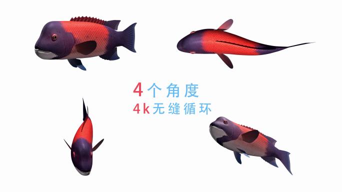 鱼游动动画（02）-alpha无缝循环