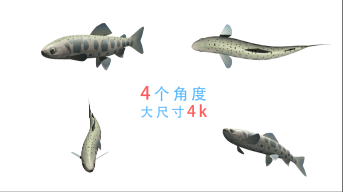 鱼游动动画（01）-alpha无缝循环