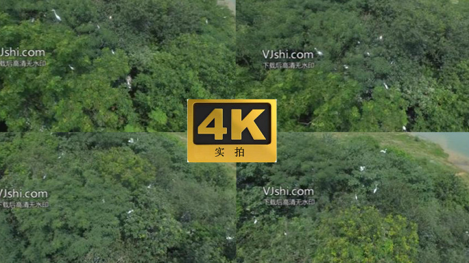 江西都昌鄱阳湖候鸟空境绿色自