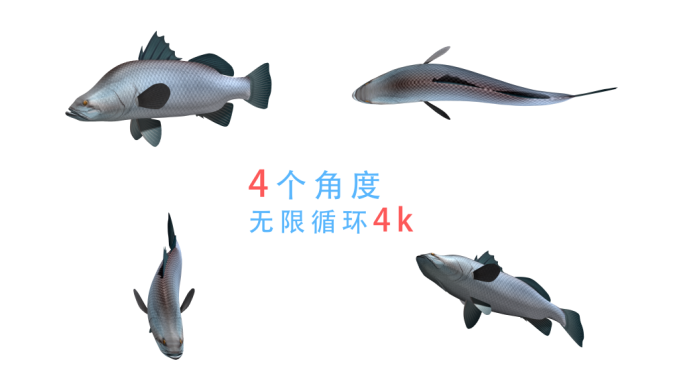 鱼游动动画（11）-alpha无缝循环