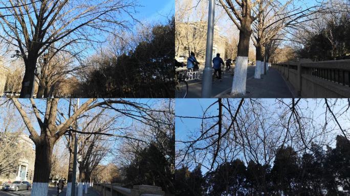 冬日行走在清华大学校园树木行人视频素材