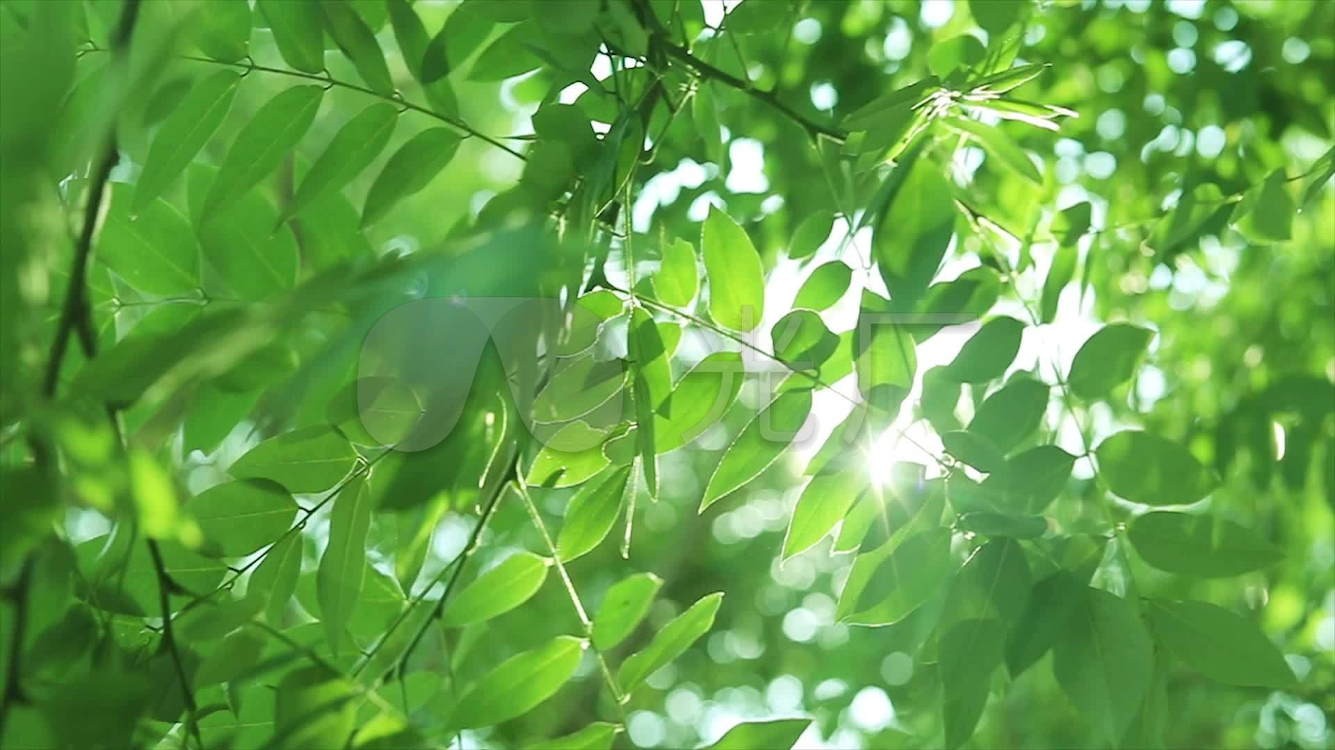 夏日气息!清新绿叶高清壁纸_植物_太平洋科技