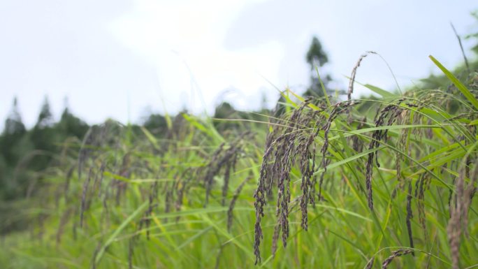黑米水稻
