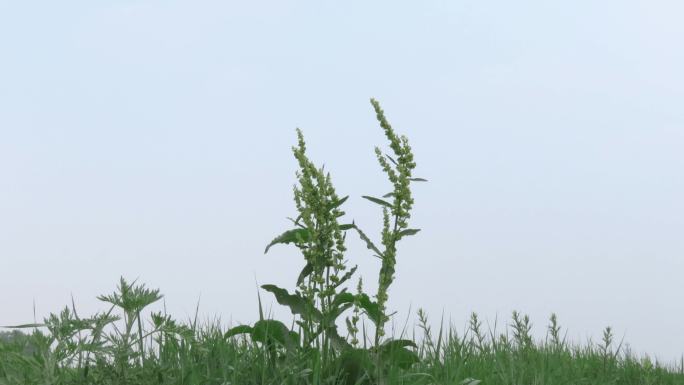 野草野蒿羊蹄叶4k