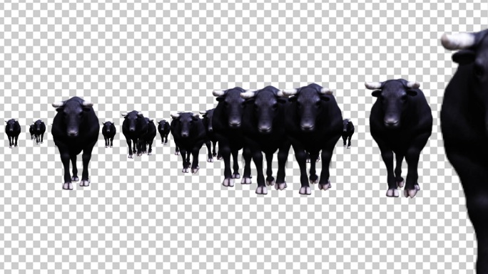 【带通道】一群公牛向前走来1