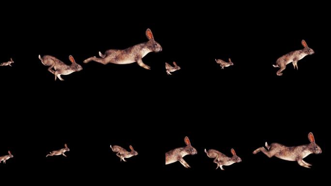 【带通道】一群兔子奔跑2