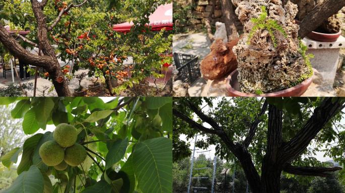 农家院各种水果盆栽盆景实拍视频素材