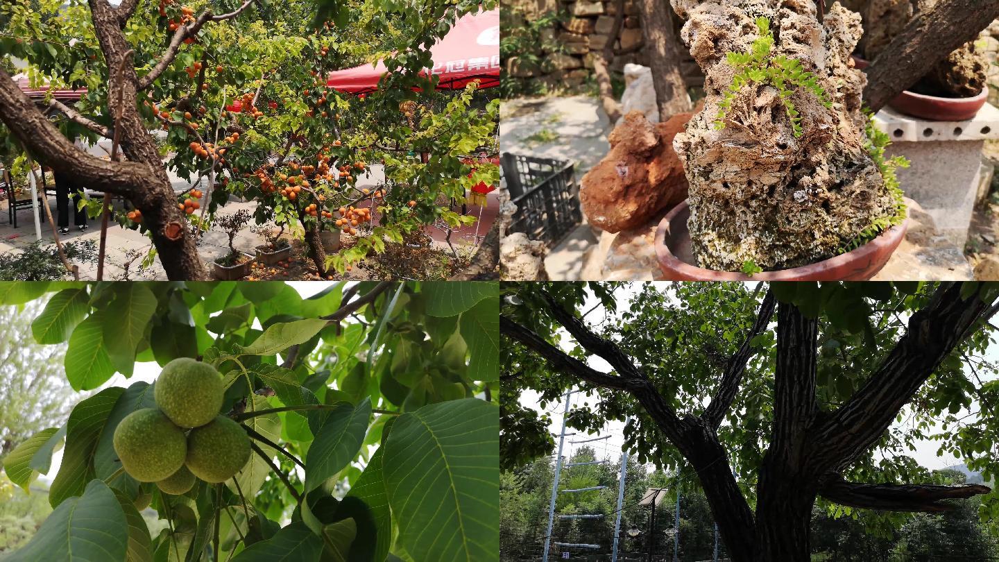 农家院各种水果盆栽盆景实拍视频素材