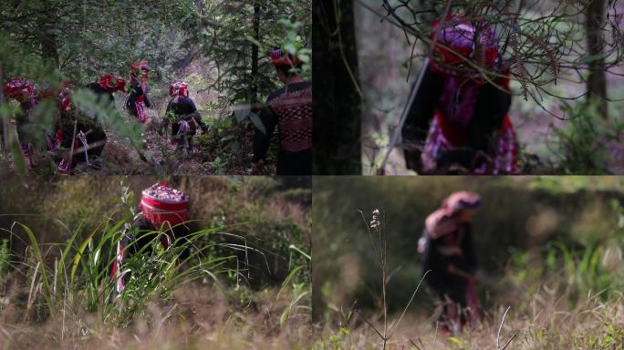 瑶家女子耕田种地砍柴务农