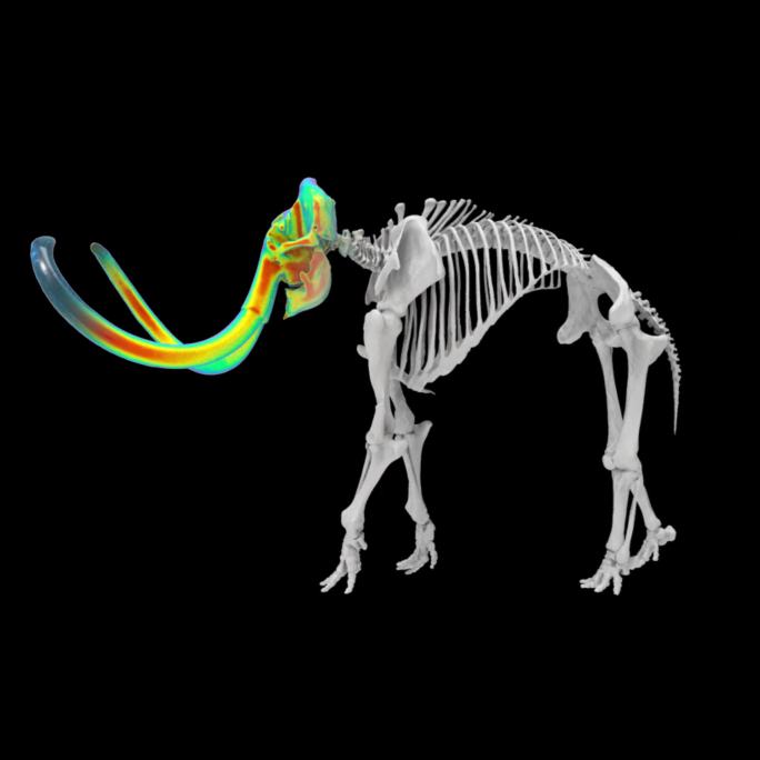 全息猛犸象骨骼视频