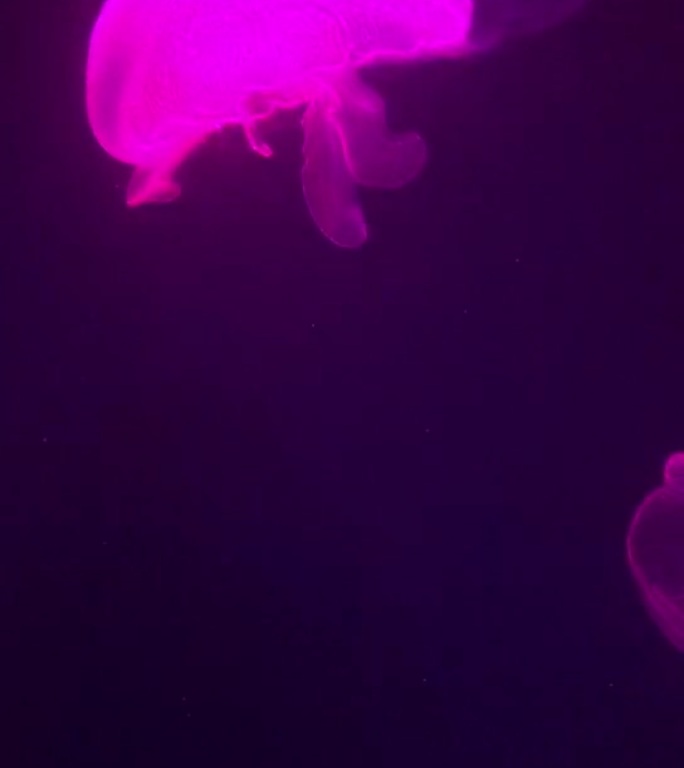 海底变色水母
