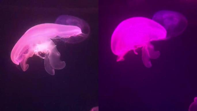 海底变色水母
