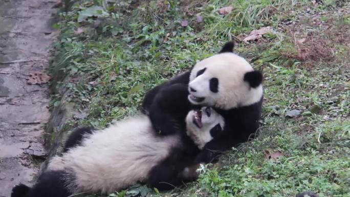 两只幼年熊猫打架实拍