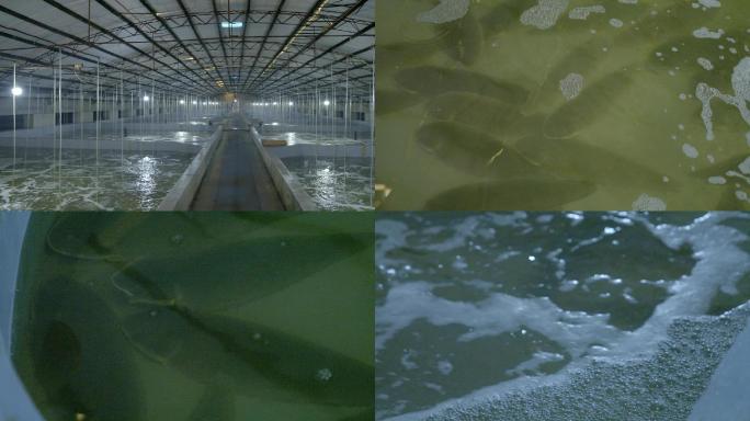 深海鱼养殖半滑舌鳎人工海鲜养殖拍摄