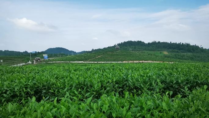 可商用2组思州绿茶茶场