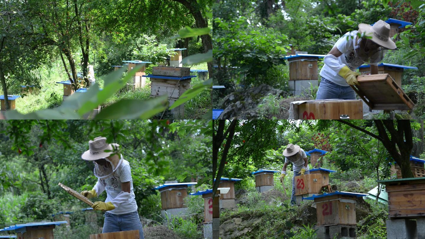 贵州农村养蜂人